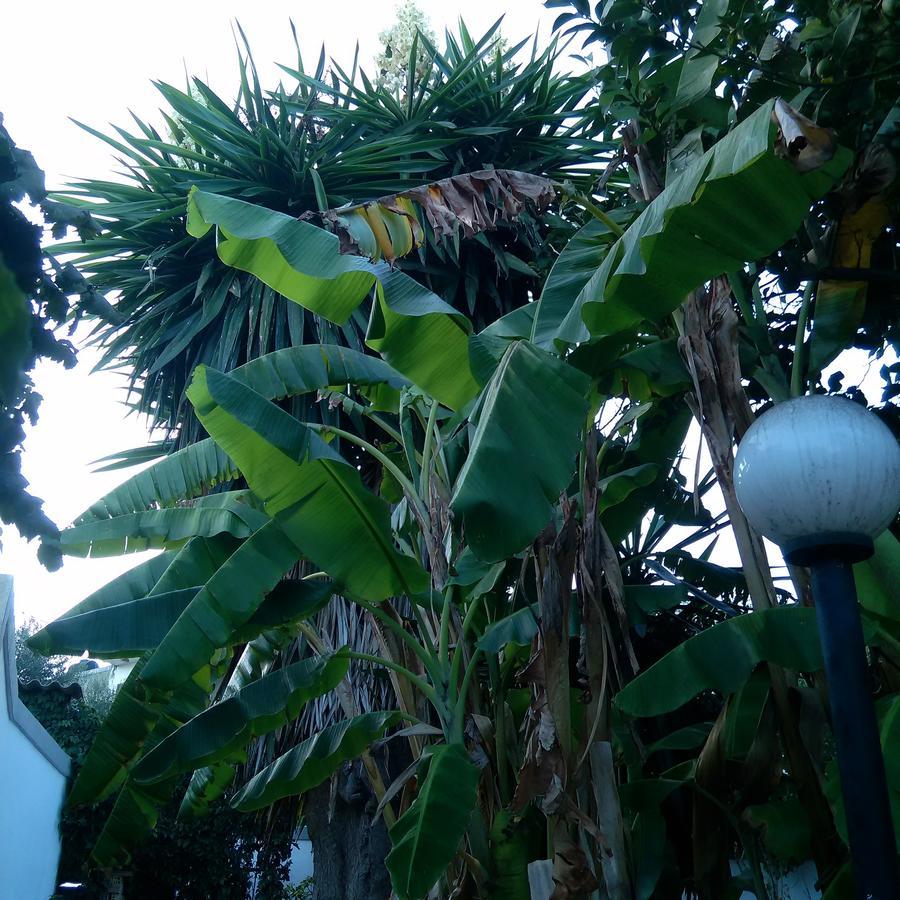 Aragorn Paradise Garden Moraitika Exterior foto